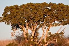 Juniperus monosperma