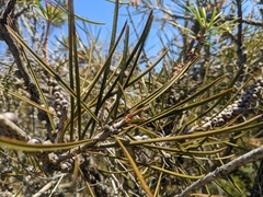 Melaleuca linearis