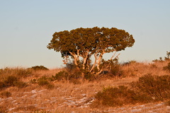 Juniperus monosperma