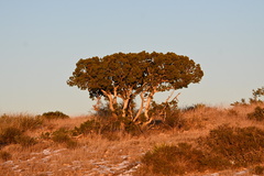 Juniperus monosperma