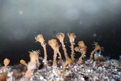 Entoprocta