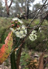 Eucalyptus falciformis