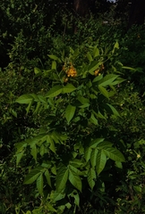 Senna hirsuta