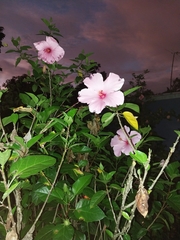 Hibiscus rosa-sinensis
