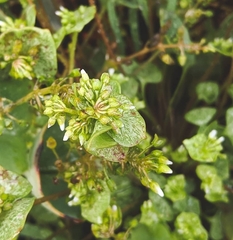 Claytonia rubra