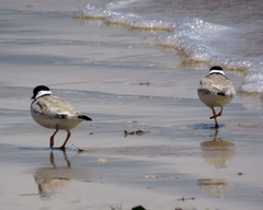 Thinornis cucullatus