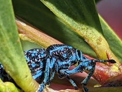 Chrysolopus spectabilis