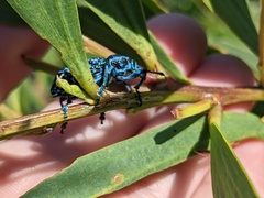 Chrysolopus spectabilis