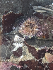 Anthopleura artemisia