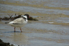 Thinornis cucullatus