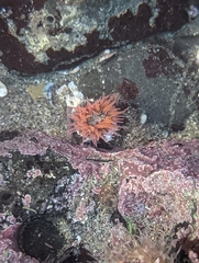 Anthopleura artemisia