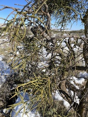 Koeberlinia spinosa