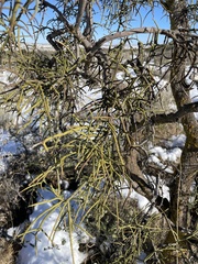 Koeberlinia spinosa