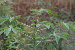 Manihot esculenta image