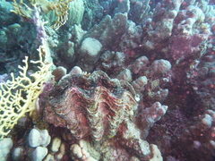 Tridacna squamosa