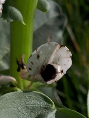 Vicia faba