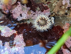 Anthopleura artemisia