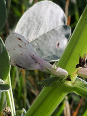 Vicia faba