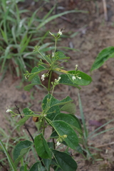 Clerodendrum formicarum