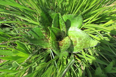 Ledebouria ovatifolia ovatifolia