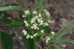 Clerodendrum formicarum