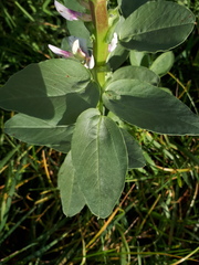 Vicia faba