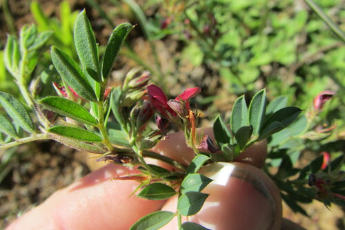 Image of Indigofera crebra by (c) James Deacon, some rights reserved (CC BY-SA)