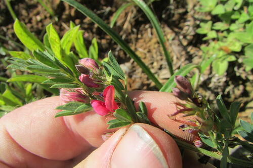 Image of Indigofera crebra by (c) James Deacon, some rights reserved (CC BY-SA)