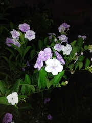 Brunfelsia australis