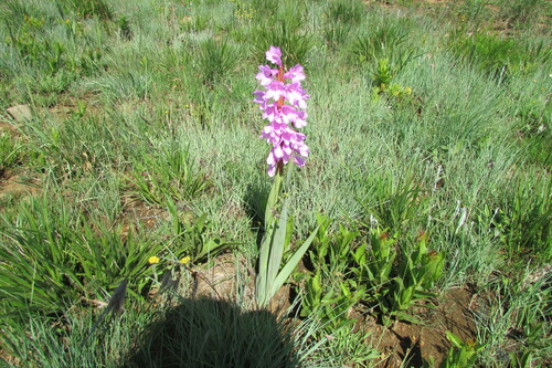 Image of Watsonia pulchra by (c) James Deacon, some rights reserved (CC BY-SA)