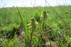 Orthochilus foliosus