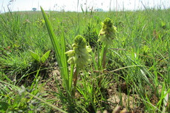 Orthochilus foliosus