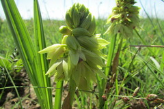 Orthochilus foliosus