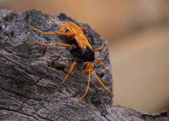 Cryptocheilus bicolor