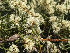 Hakea teretifolia