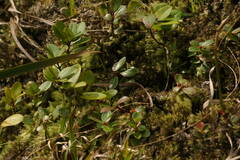 Vaccinium dentatum