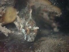 Hypsoblennius gilberti