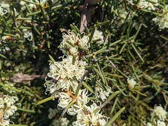 Hakea teretifolia