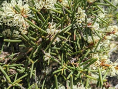 Hakea teretifolia