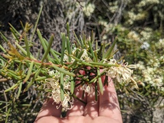 Hakea teretifolia