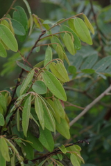Annonaceae