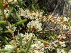 Hakea teretifolia