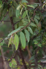 Annonaceae