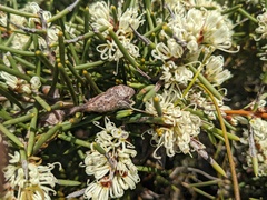 Hakea teretifolia