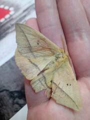 Adetomeris microphthalma