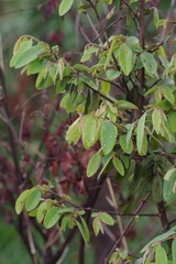 Annonaceae