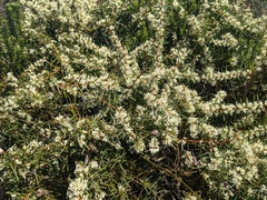 Hakea teretifolia