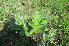 Pelargonium schlechteri