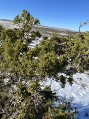 Juniperus monosperma