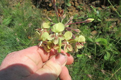 Pelargonium schlechteri